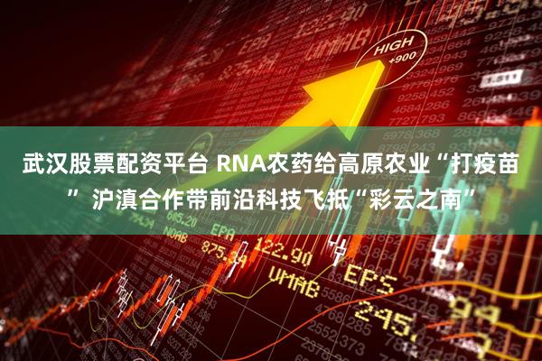武汉股票配资平台 RNA农药给高原农业“打疫苗” 沪滇合作带前沿科技飞抵“彩云之南”